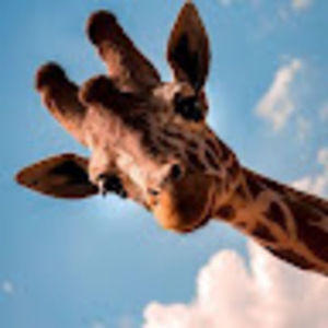 Meet your Posher, Marlana